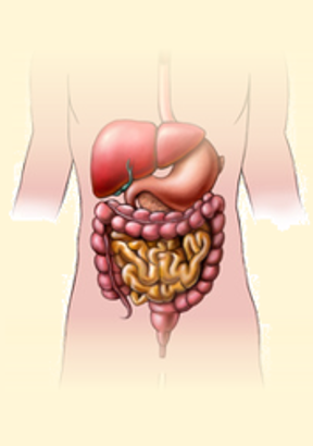 שיעור 101 התב”מ במעיים