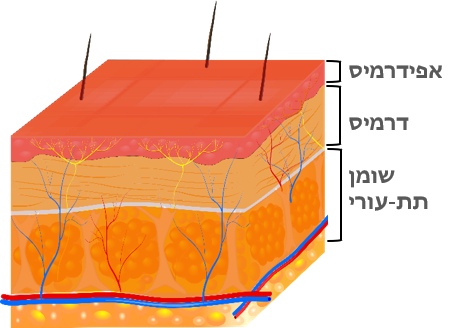 שיעור 111 התב”מ בעור (דרמיס ואפידרמיס)
