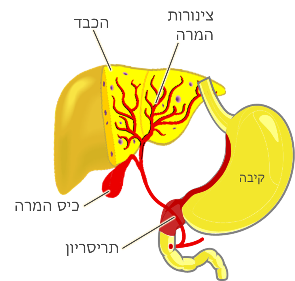 שיעור 102 התב”מ בקיבה, בכבד ובמרה