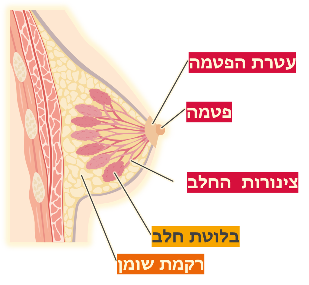 שיעור 104 התב”מ בשד האישה