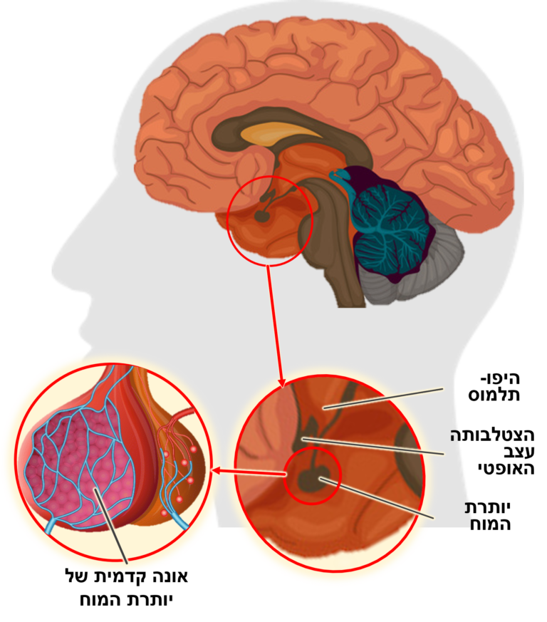 בלוטת יותרת המוח (היפופיזה Pituitary)