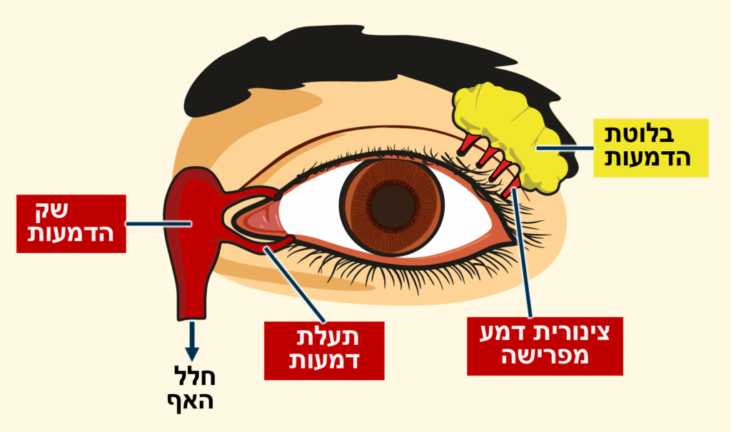 צינורות הדמעות