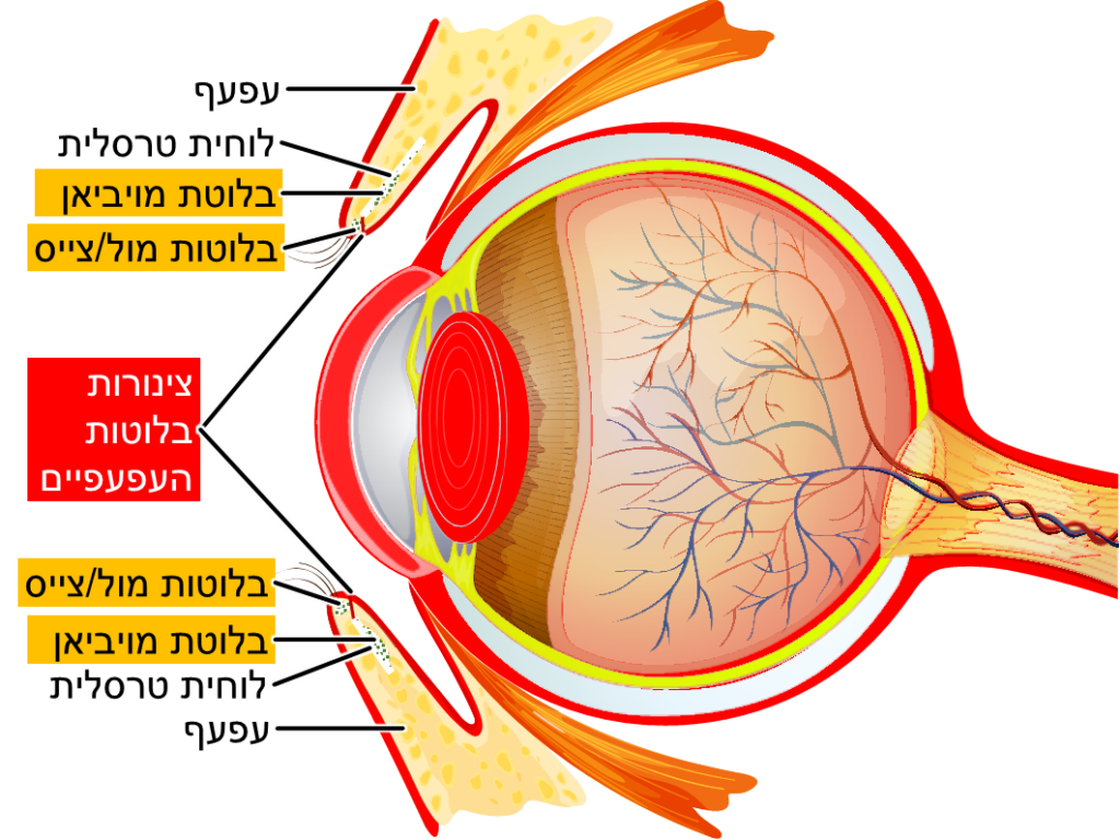 צינורות בלוטות העפעפיים