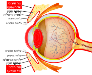 העור החיצוני של העפעף