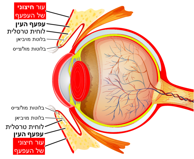העור החיצוני של העפעף