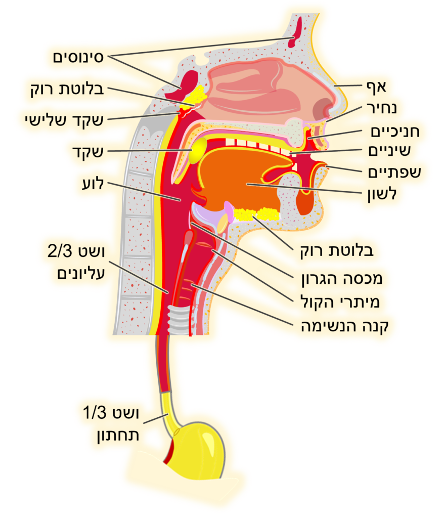 שיעור 117 התב”מ בפה, בלוע ובוושט