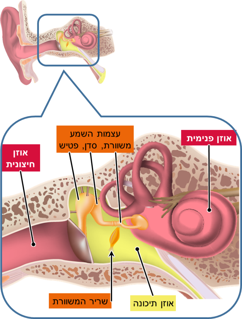 אוזן תיכונה – שריר המשוורת