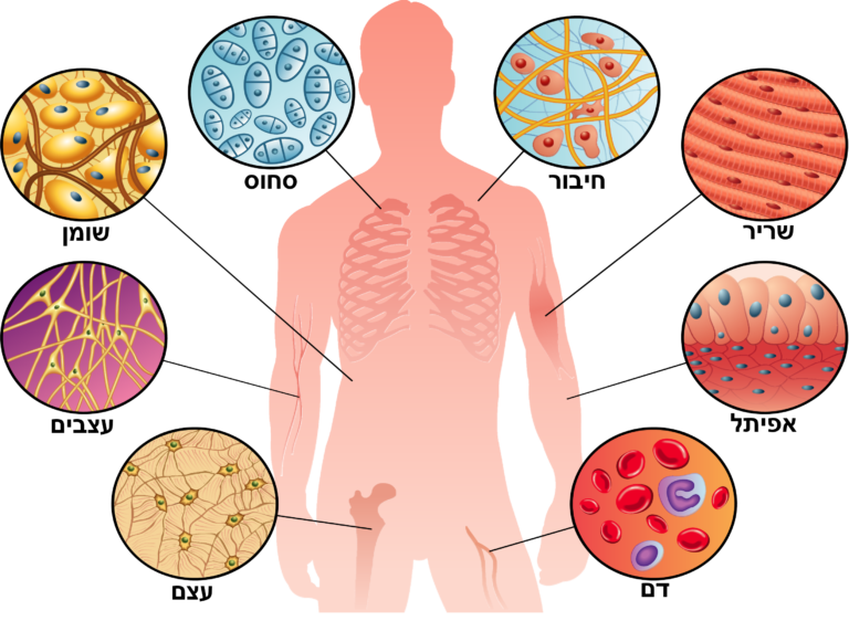 Connective tissue types - Depositphotos_352404664