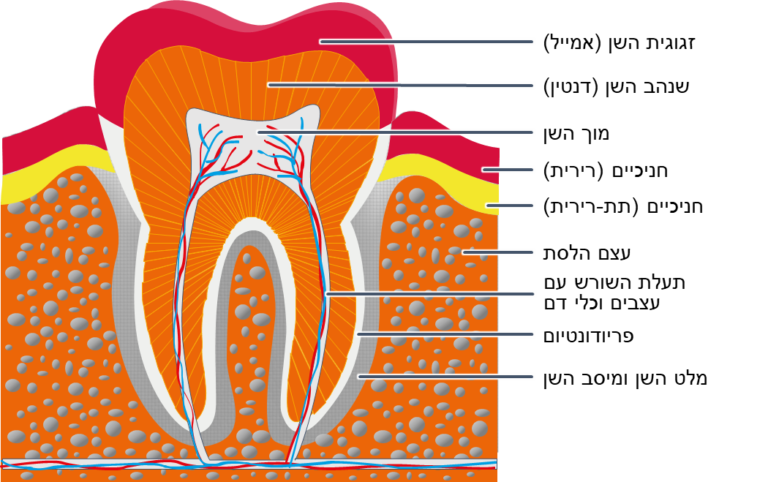 tooth cutout w GNM colors