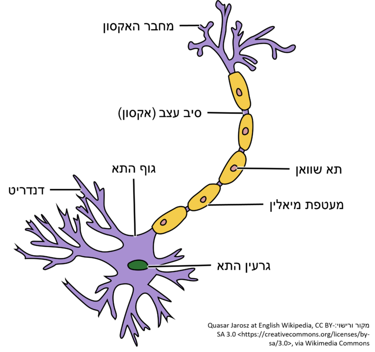 brain nerve neuron axon (heb w atrib)