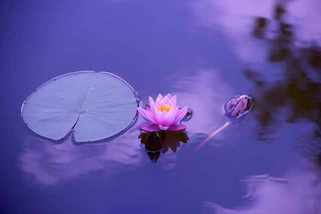 Flower-lotus