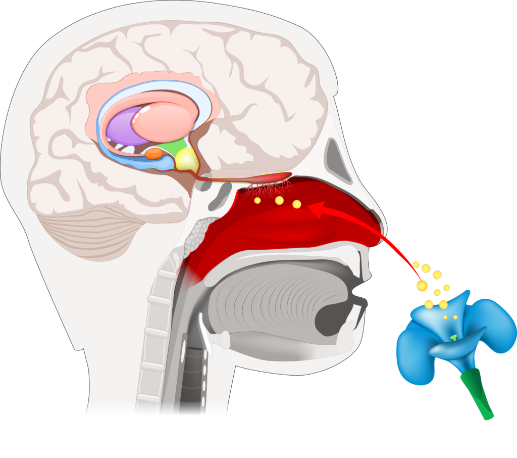 עצבי ההרחה (olfactory nerves)
