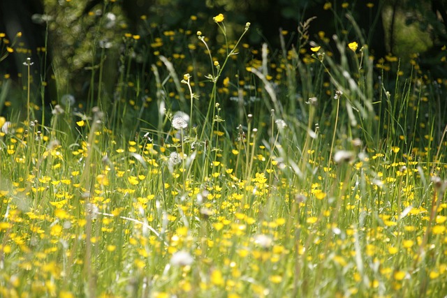 allergy-3